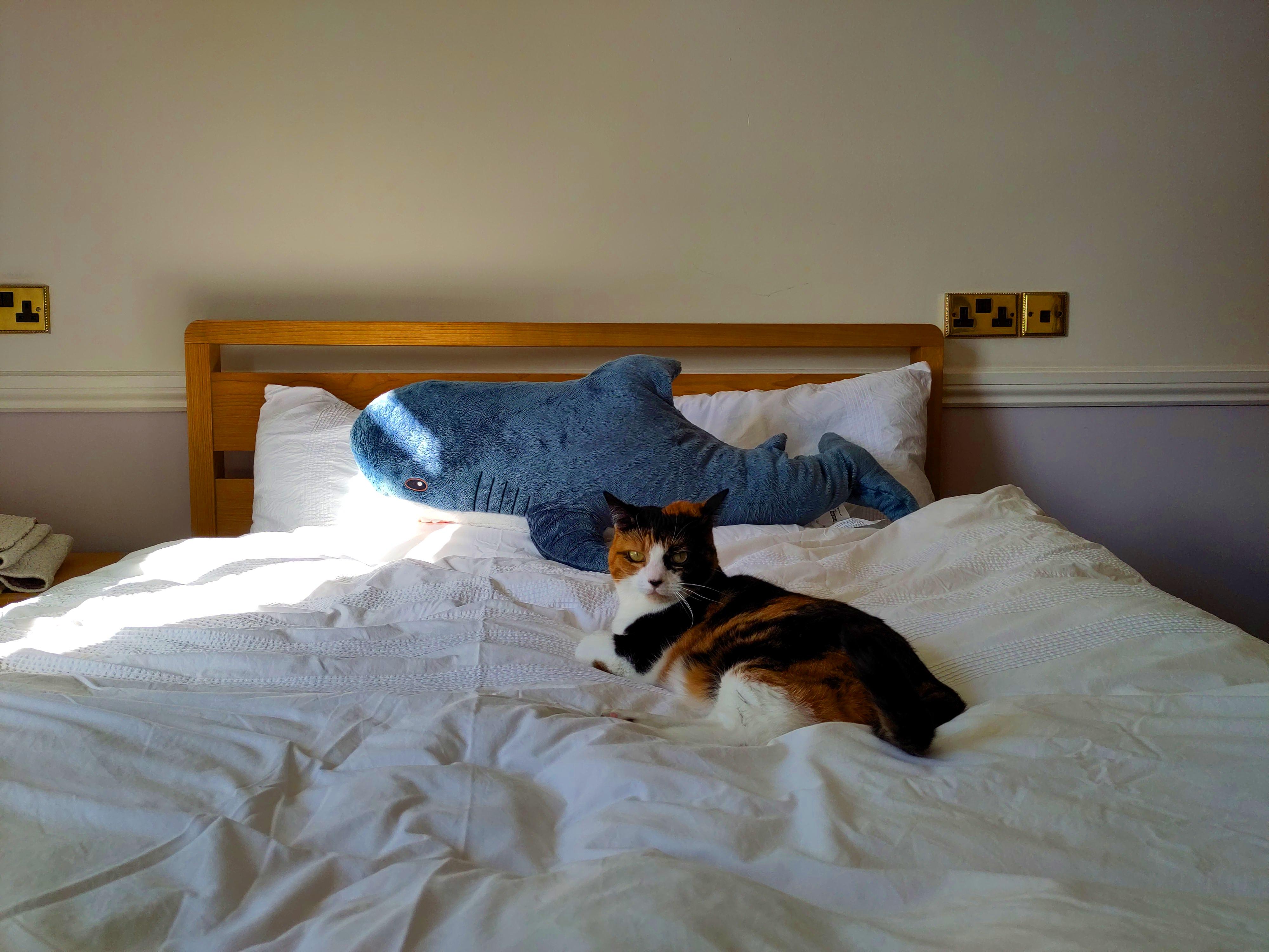 My cat